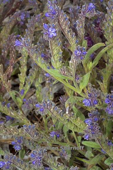 phacelia quickii 7 graphic